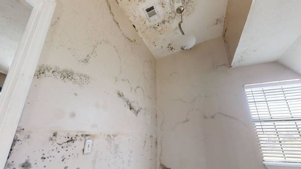 Best Mold Documentation for Insurance Claims  in Crittenden, KY