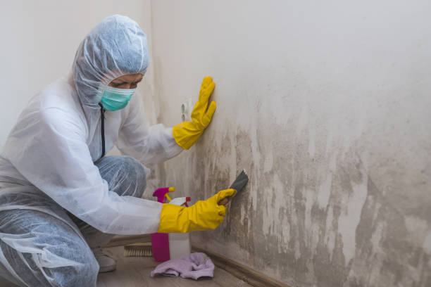 Best Dehumidification Services  in Crittenden, KY