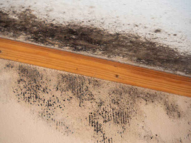 Best Basement Mold Removal  in Crittenden, KY