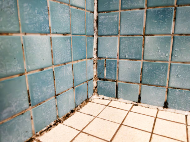 Best Mold Remediation for Healthcare Facilities  in Crittenden, KY
