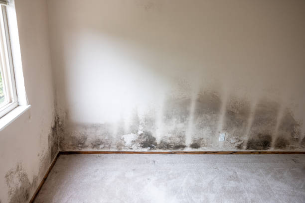 Dehumidification Services in Crittenden, KY