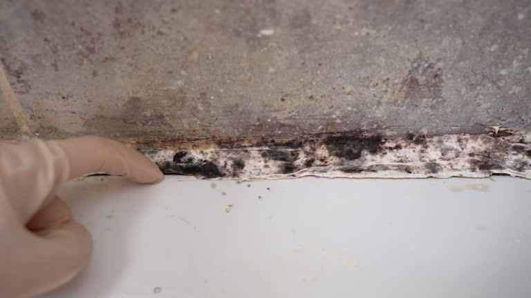 Best Residential Mold Inspection & Testing  in Crittenden, KY